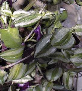 راهنمای نگهداری و پرورش گیاهان آپارتمانی - برگ بیدی